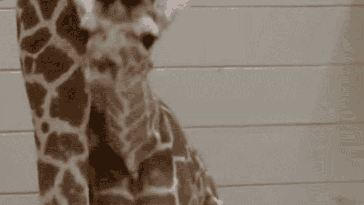 A Decade-Long Wait: Alabama Zoo Welcomes a Baby Giraffe