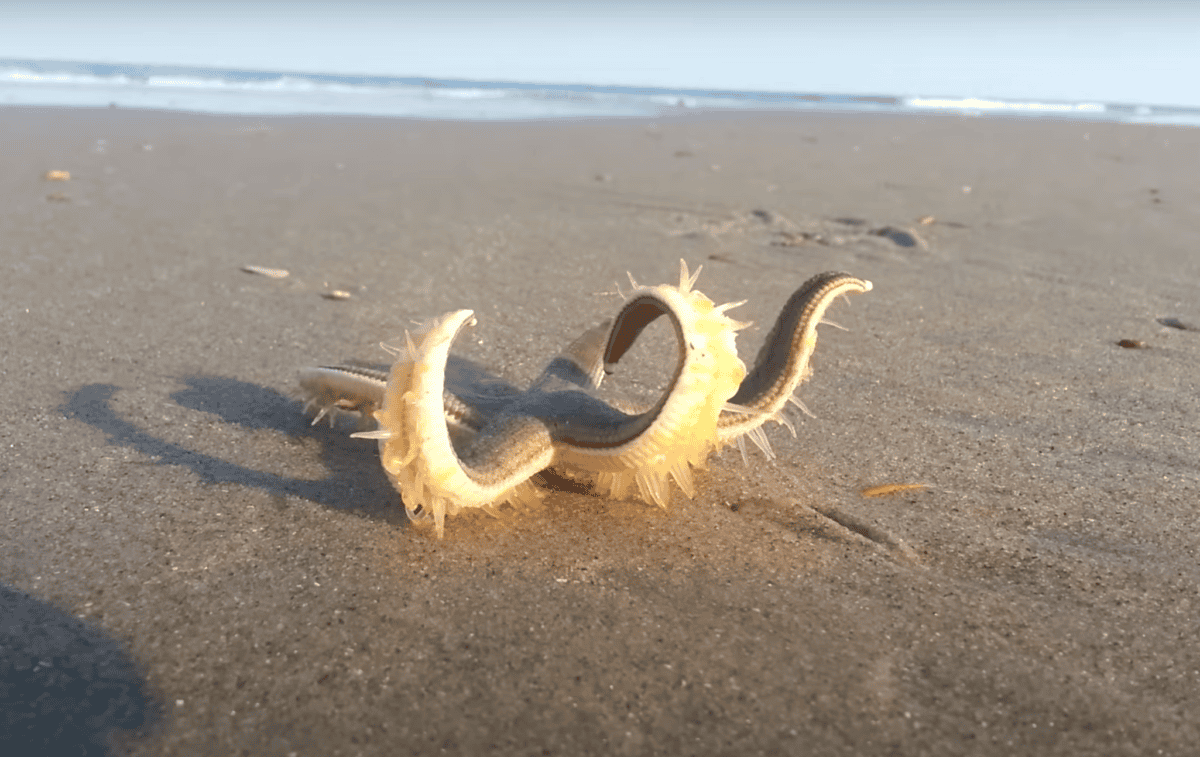 Starfish Walking on the Beach
