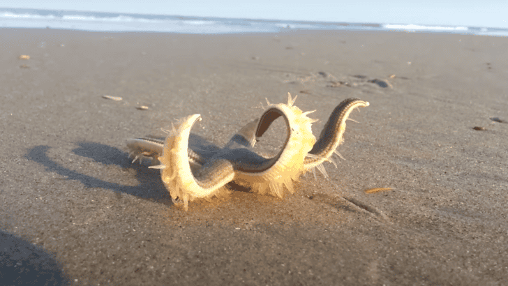 Watch Starfish Walking on the Beach