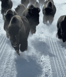 Watch Bison Stampede Around Bus in Yellowstone