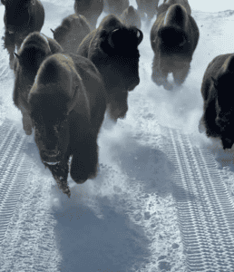 Bisons Charge Towards Bus in Yellowstone National Park
