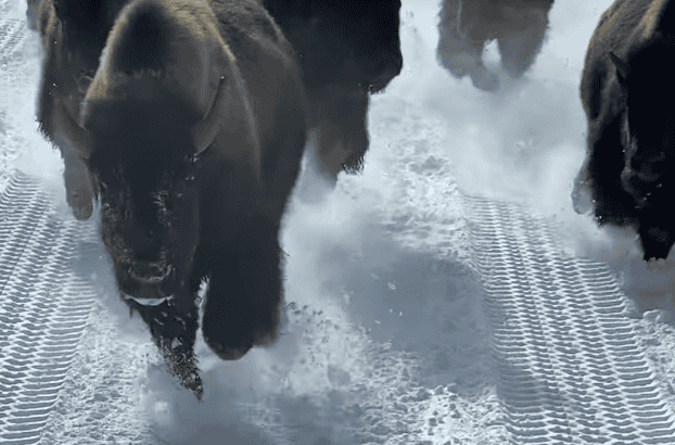 Bisons Charge Towards Bus in Yellowstone National Park