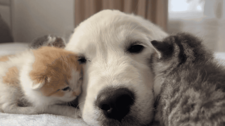 Heart-warming Moment: Watch Pup Golden Retriever Bond with Four Playful Kittens