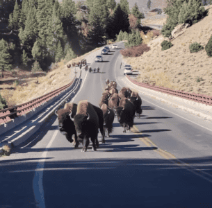 Watch Couple Stampeded by Herd Of Bison