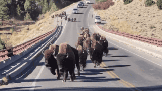 Couple Returning to Car Surprised by Bison Herd in Yellowstone.