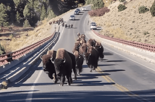 Watch Couple Stampeded by Herd Of Bison