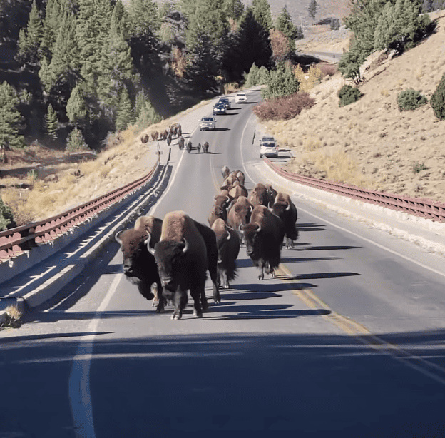 Couple Returning to Car Surprised by Bison Herd in Yellowstone.