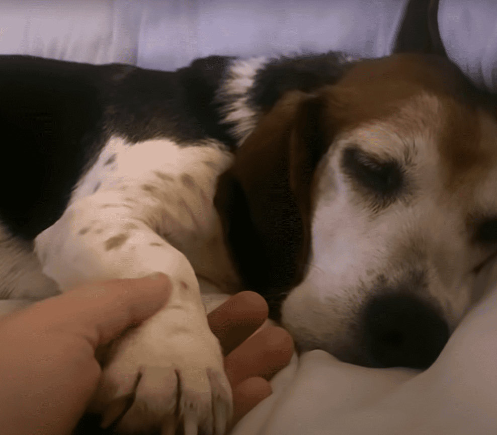 Human Holding Maple's Paw