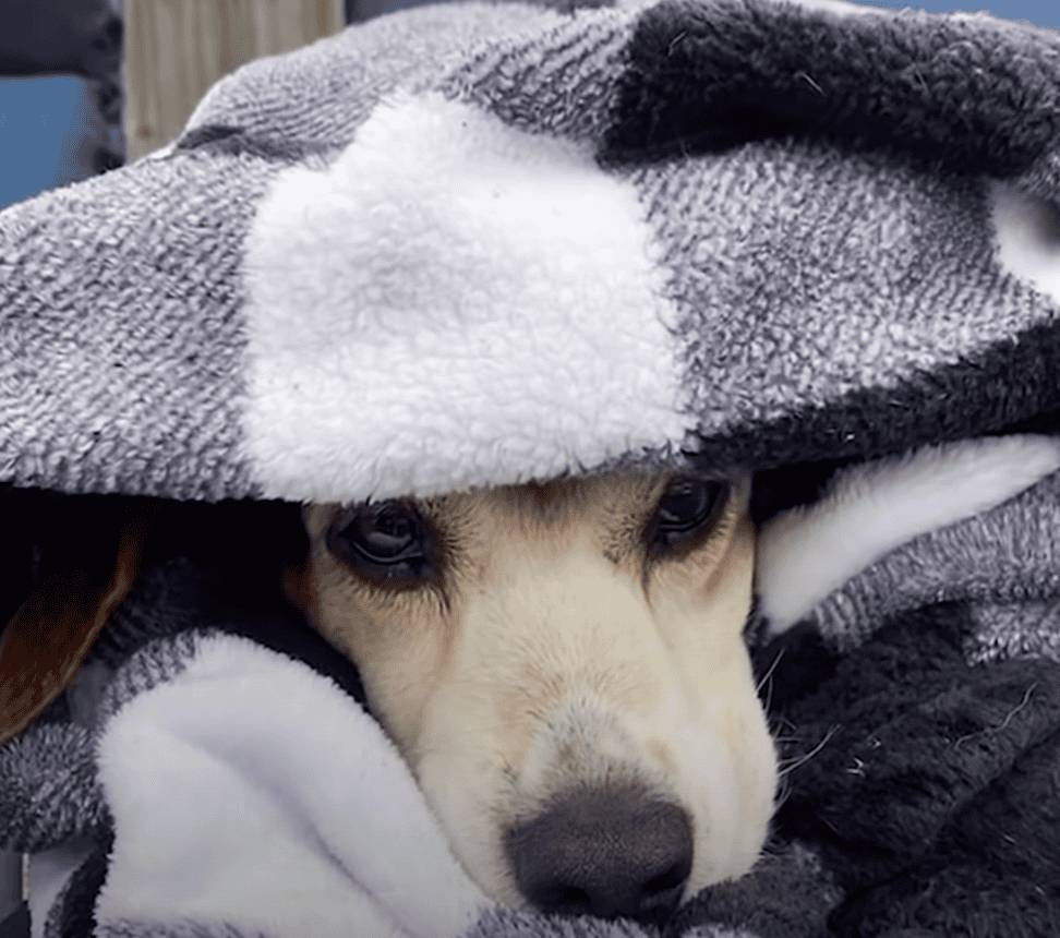 Maple Sleeping in a Blanket