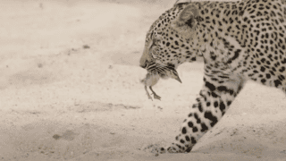 Watch Innocent Baby Bird Walks up to Leopard - Crazy Ending!