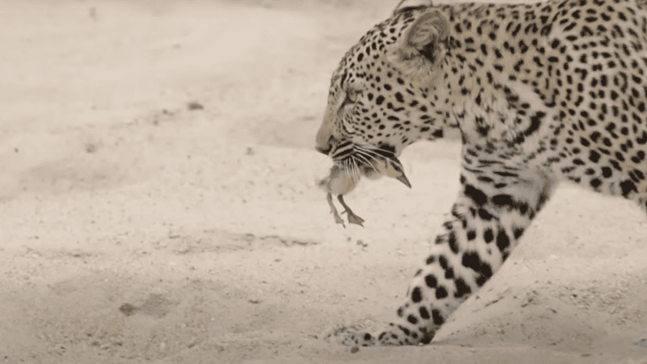 Watch Innocent Baby Bird Walks up to Leopard – Wild Ending!