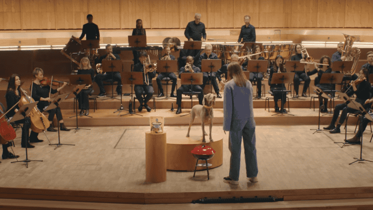 Watch As Dogs Conduct An Orchestra – With Their Tails