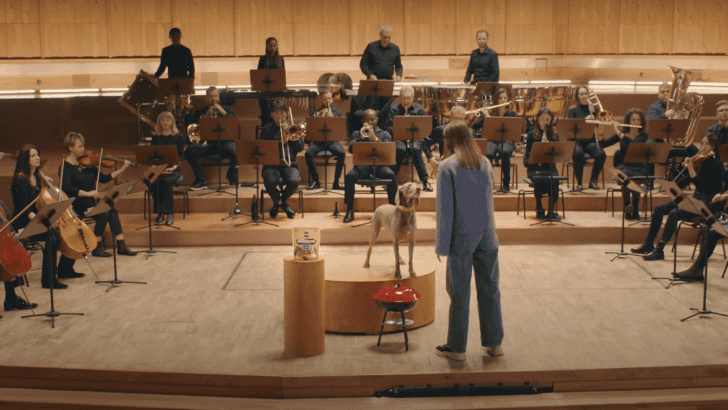 Adorable Dogs Conduct An Orchestra – With Their Tails