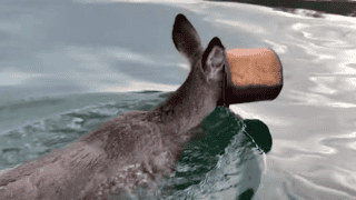 Guy Jumps Into Ice Water To Save Deer With Bucket Stuck On Her Head