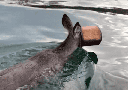 Watch Guy Jump Into Ice Water To Save Deer With Bucket Stuck On Head