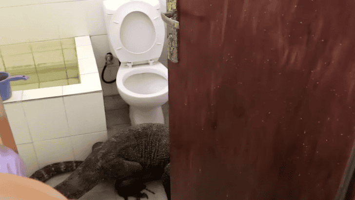 Watch: Komodo Dragon In My Bathroom!