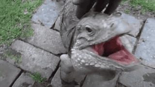 Lizard Greets Man like a Dog!