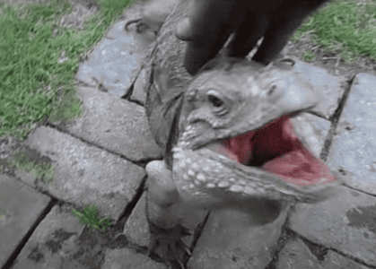 Watch: Lizard Greets Man like a Dog!