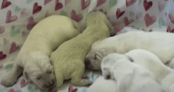 Lime Colored Puppy Born in Florida
