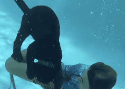 Ever Seen A Panther Swim?