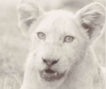 Rare White Lion Cub Spotted In The Wild