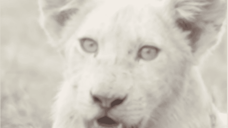 Rare White Lion Cub Spotted In The Wild
