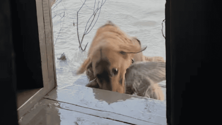 Golden Retriever Falls Off Stairs After Catching A Bird