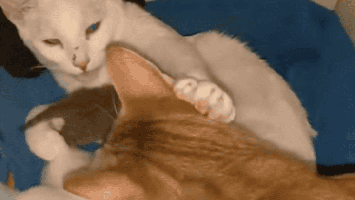 Cat Helps Cat-sister Look After Her Newborn Kittens
