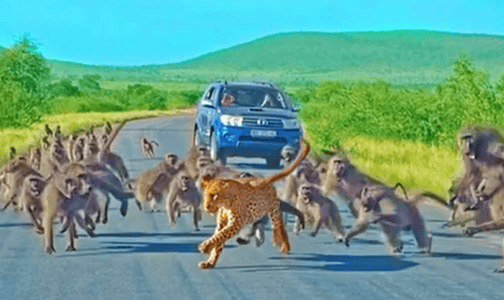 Leopard has Brawl With 50 Baboons 