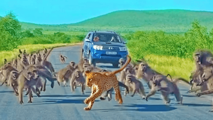 Leopard has Brawl With 50 Baboons 