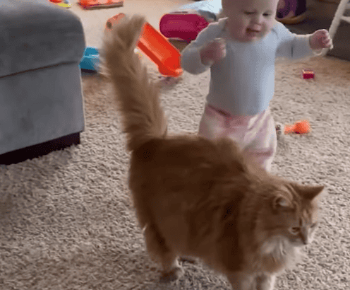 Cute Fluffy Cat Helps Baby Take First Steps
