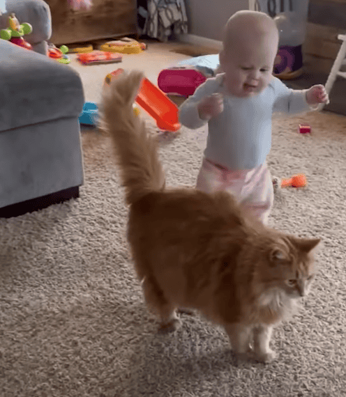 Cute Fluffy Cat Helps Baby Take First Steps
