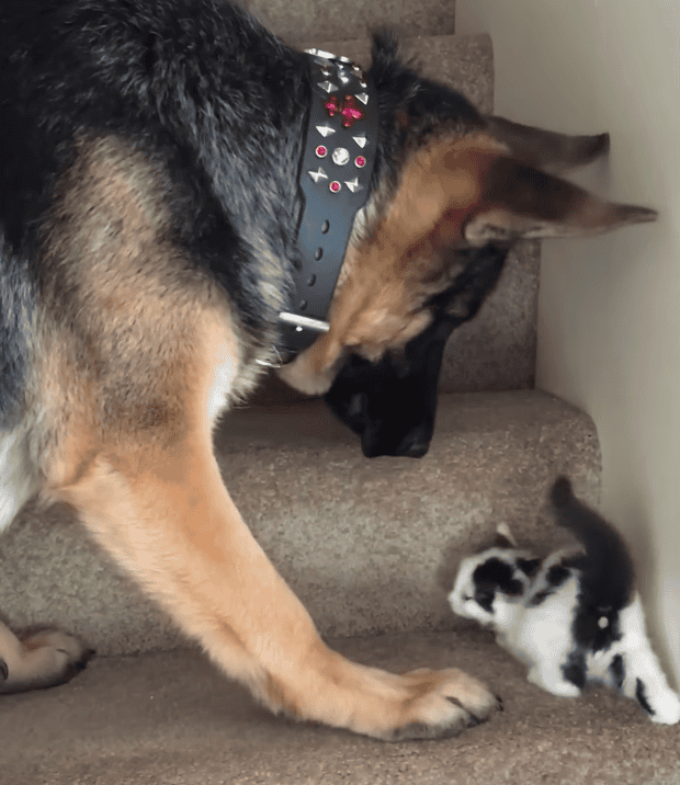 Helpful Pup Carries Kittens Upstairs