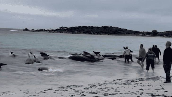 Trouble in Paradise: 160 Pilot Whales Beach in Western Australia