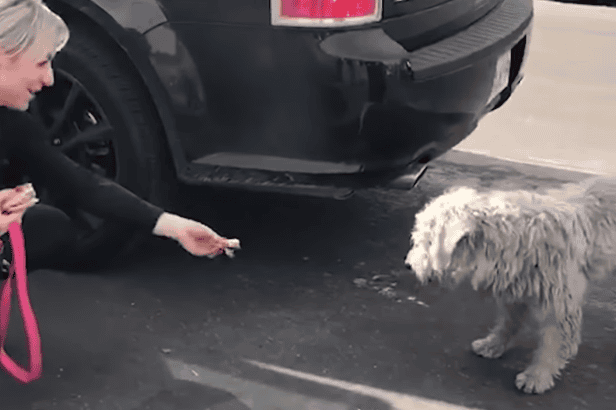 Woman Sees A Neglected Dog And Convinces Owner To Give Him Up