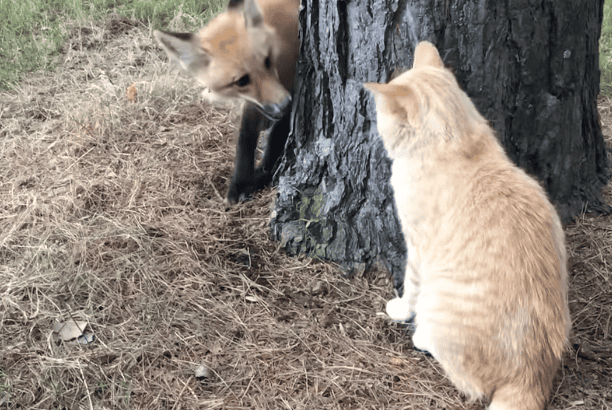 Ginger Cat Thinks Its A Fox As It Plays Tag With A Fox