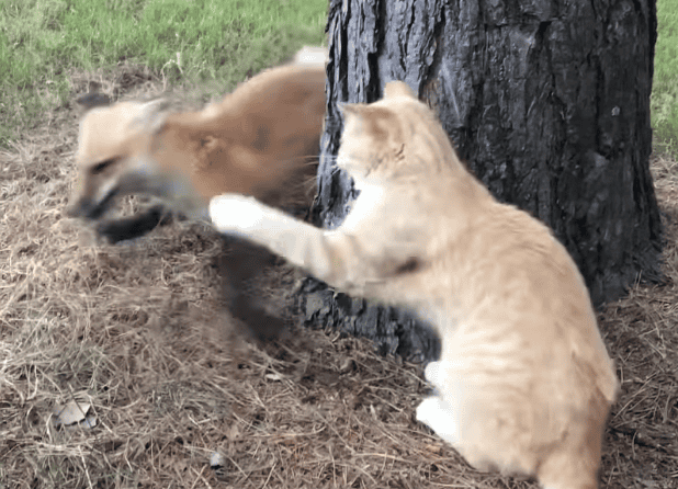 Ginger Cat Thinks Its A Fox As It Plays Tag With A Fox