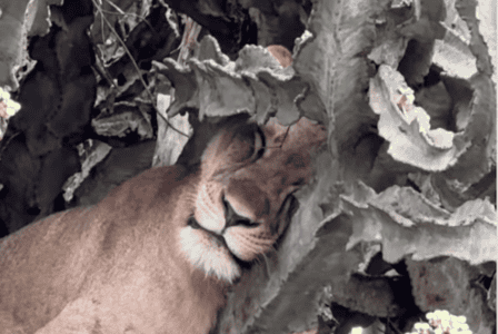 Lion Found Sleeping In A Massive Cactus Tree