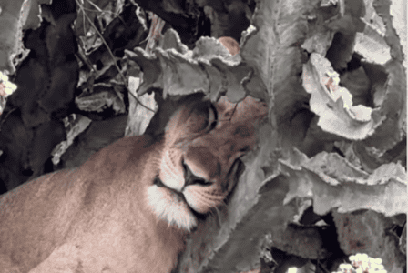 Lion Found Sleeping in a Massive Cactus Tree