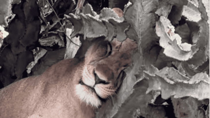 Lion Found Sleeping In A Massive Cactus Tree
