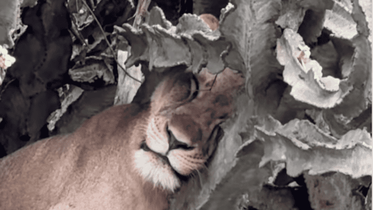 Lion Found Sleeping in a Massive Cactus Tree