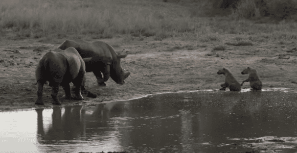 White Rhinos vs Hyena Caught on Camera