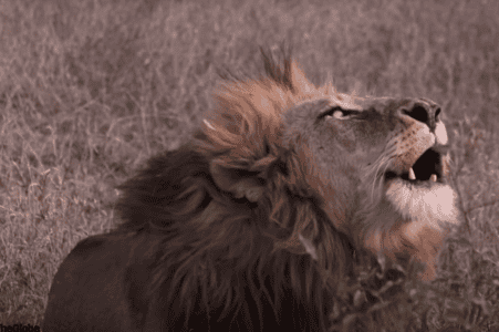 The Mighty Lion’s ROAR