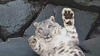 Snow Leopard Surprised by Camera