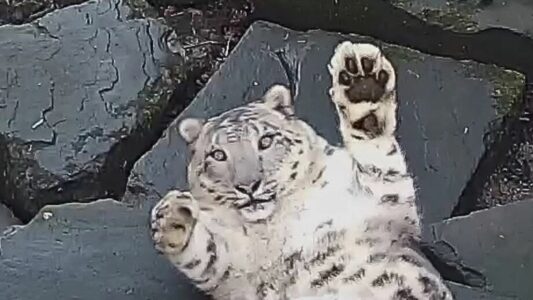 Snow Leopard Get Surprised by Camera