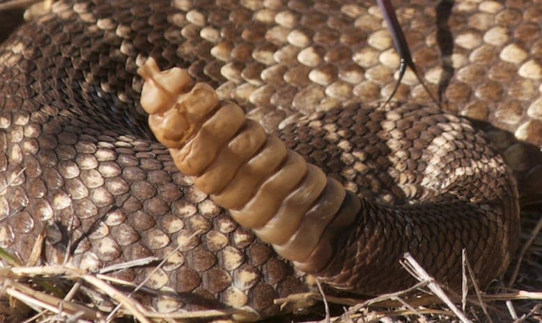 rattlesnake rattle