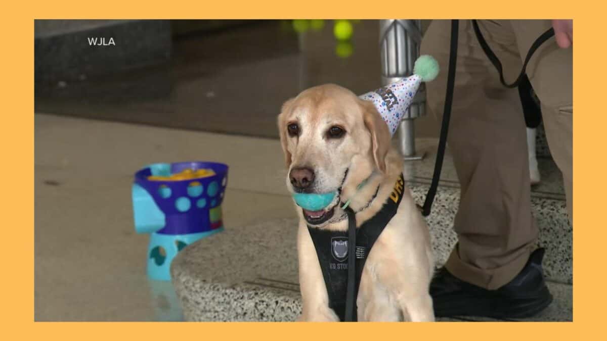 Surprise Party for Retiring K9