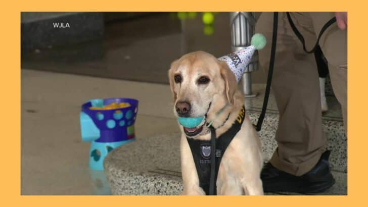 Handler Throws Party for Retiring K9 Officer at Reagan National Airport