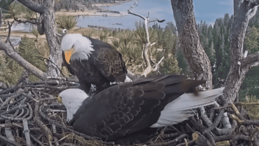 Bald Eagle Family Expand Their Nest In California