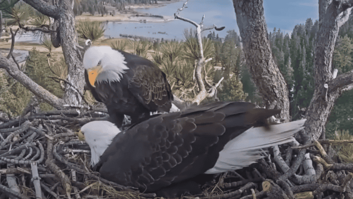 Bald Eagle Family Expand Their Nest In California